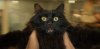 owlkitty.jpg
