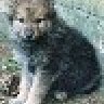 wolfie
