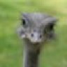 Seli