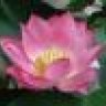 Lotus_Meristem