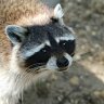 RaccoonTear