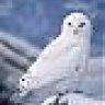 White Owl