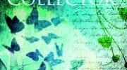 The Story Collector by Evie Gaughan